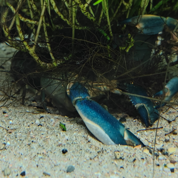 Cherax boesemanni (Blue Hammer)