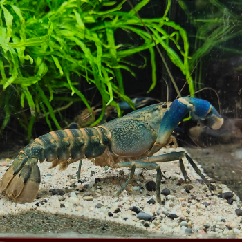 Cherax boesemanni (Blue Hammer)