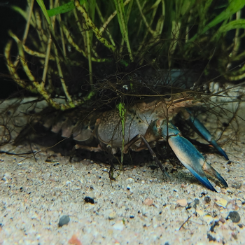 Cherax boesemanni (Blue Hammer)