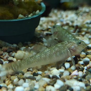 Rhinogobius giurinus