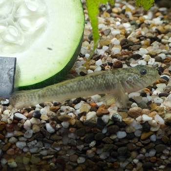 Rhinogobius giurinus