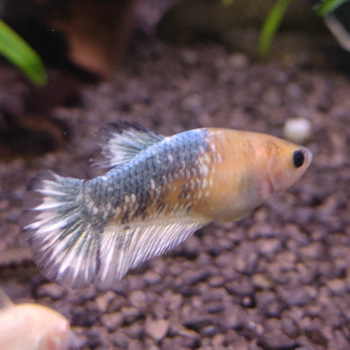 betta splendens man