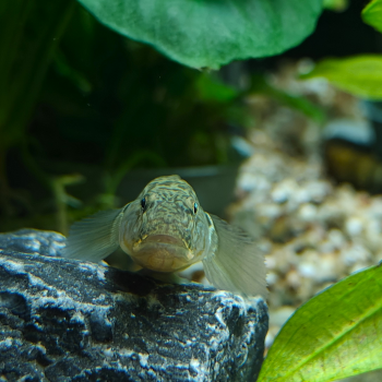 Rhinogobius giurinus