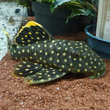 L-018 baryancistrus xanthellus