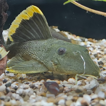 L-047 Baryancistrus chrysolomus