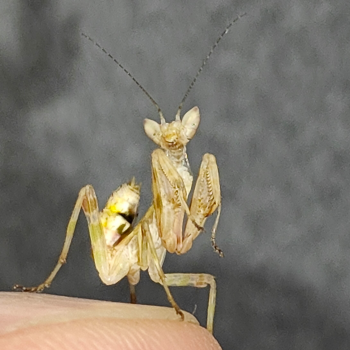 creoboter gemmatus