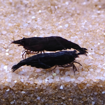 Neocaridina davidi var. (black rose)