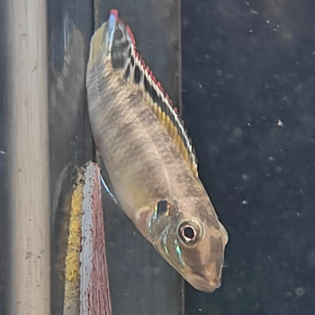 wallaceochromis signatus