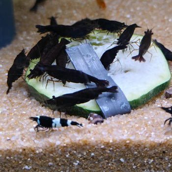 Neocaridina davidi var. (black rose)
