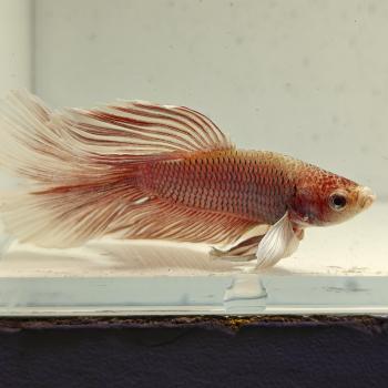 betta splendens man