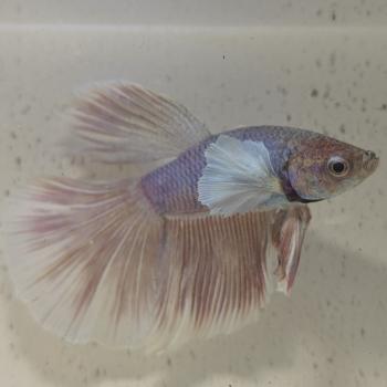 betta splendens man