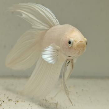 betta splendens man