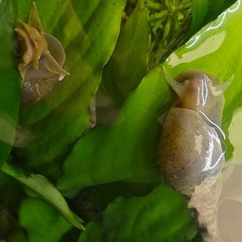 Lymnea stagnalis
