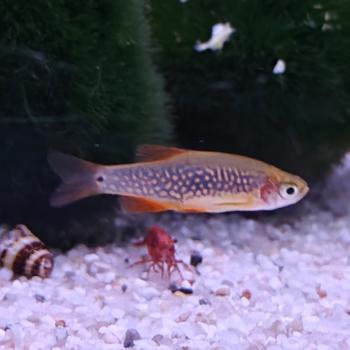 galaxy rasbora x erythromicron