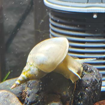 Lymnea stagnalis