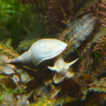 Lymnea stagnalis