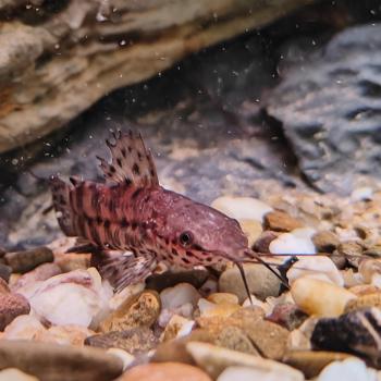 Hoplosternum thoracatum