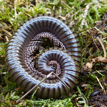 Telodeinopus aouti
