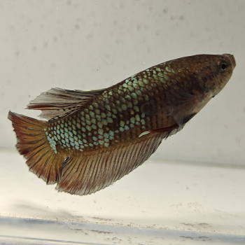 betta splendens man