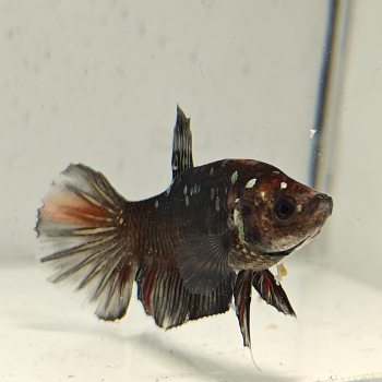 betta splendens man