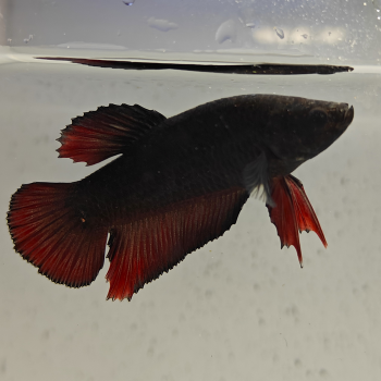 betta splendens man