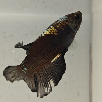 betta splendens man