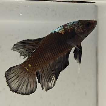 betta splendens man