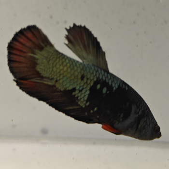 betta splendens man