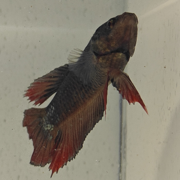 betta splendens man