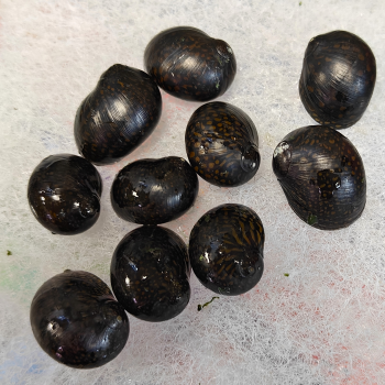 vittina species