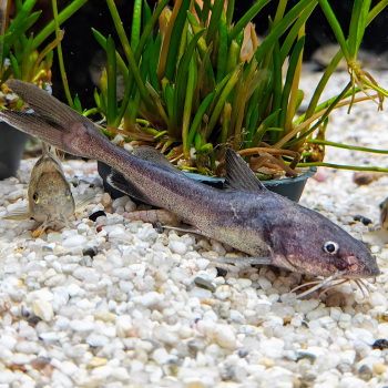 Hemiarius stormii