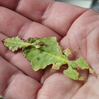 Phyllium giganteum