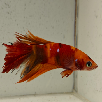 betta splendens man