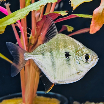 Metynnis fasciatus 