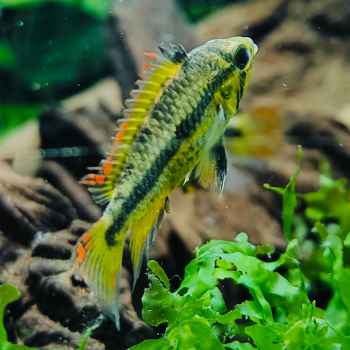 Apistogramma cacatouides (dubbelrood) vrouw