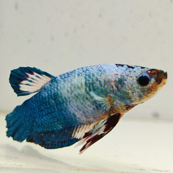 betta splendens man