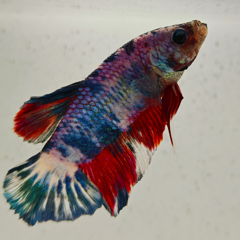 betta splendens man