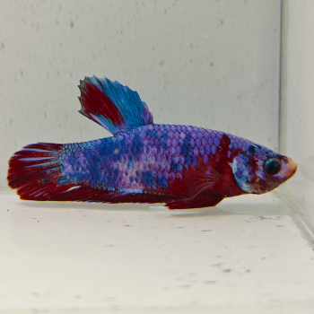 betta splendens man