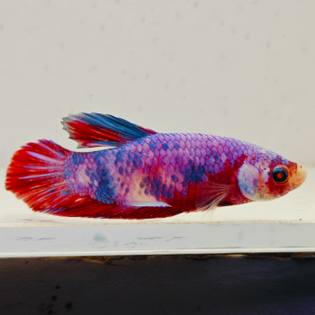 betta splendens man