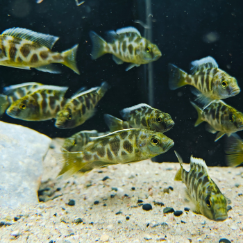 Nimbochromis venustus