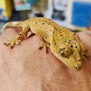 Correlophus ciliatus (dalmatier)