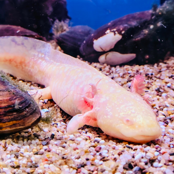 axolotl