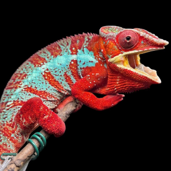 Furcifer Pardalis (Amilobe red) man