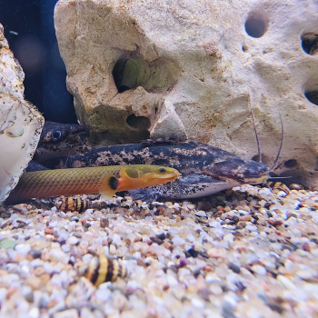 Erpetoichthys calabaricus