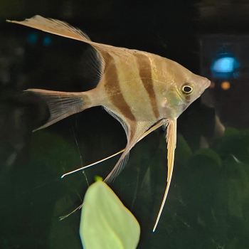 pterophyllum altum inirida