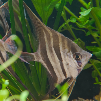 pterophyllum altum inirida