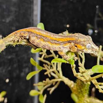 Rhacodactylus auriculatus
