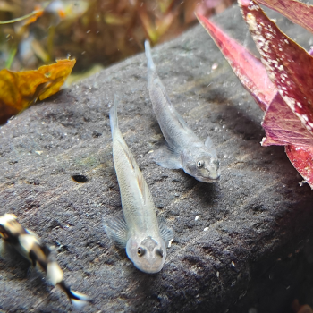Lentipes sp. "luwuk"