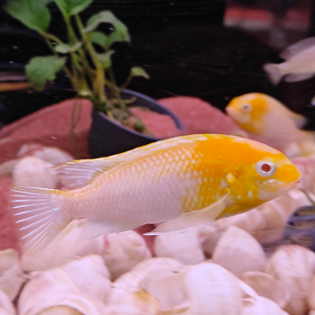 Tropheus species