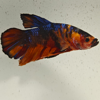 betta splendens man